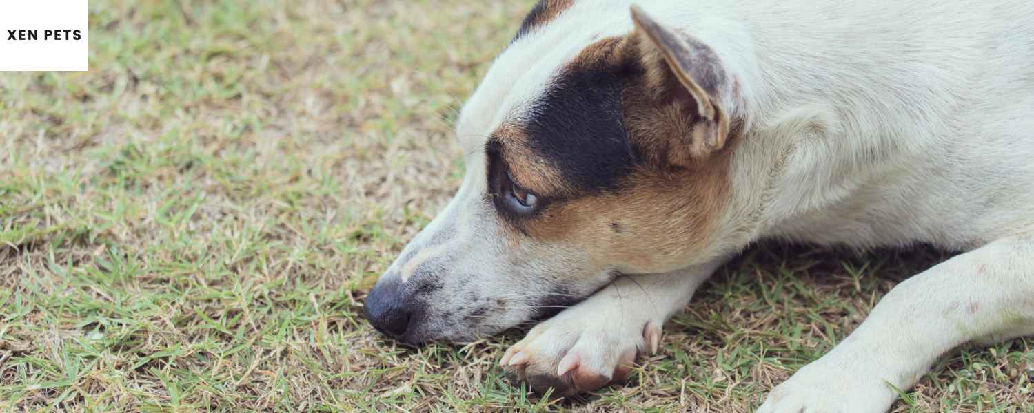 lonely white dog