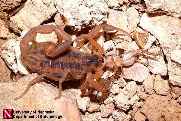 An image of a striped bark scorpion eating a cricket.