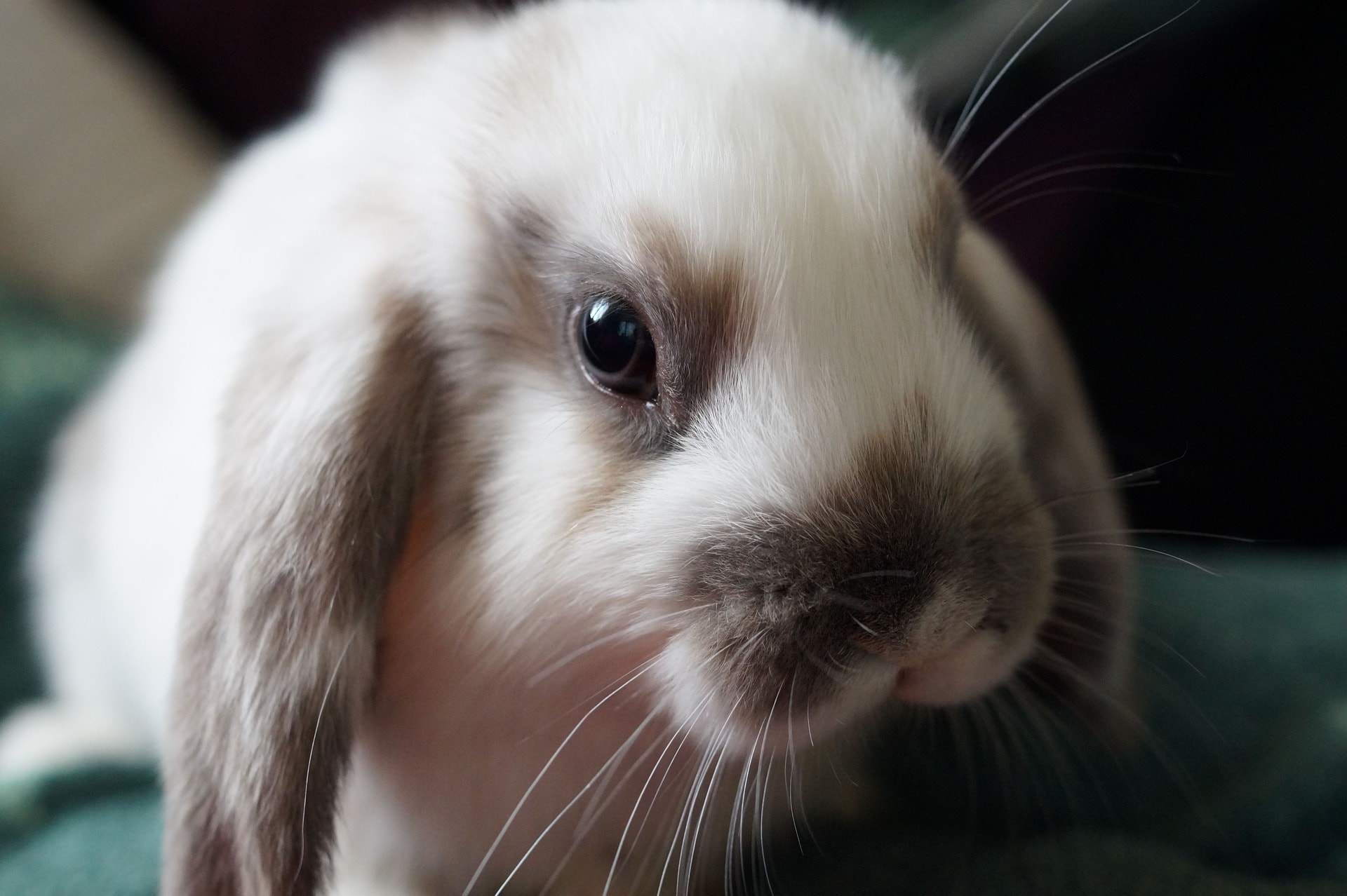 Understanding Stress and Anxiety in Rabbits