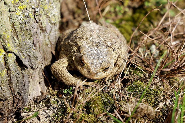 toad, frog, amphibian