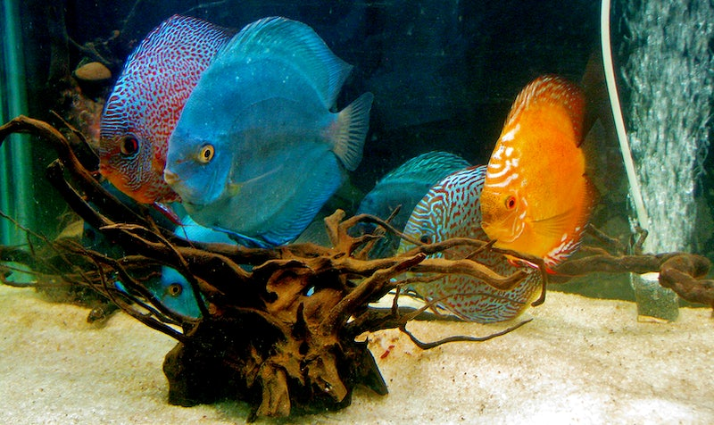 discus fish