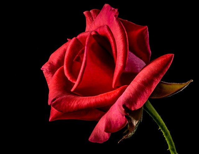 Rose éternelle sous cloche ou en bouquet