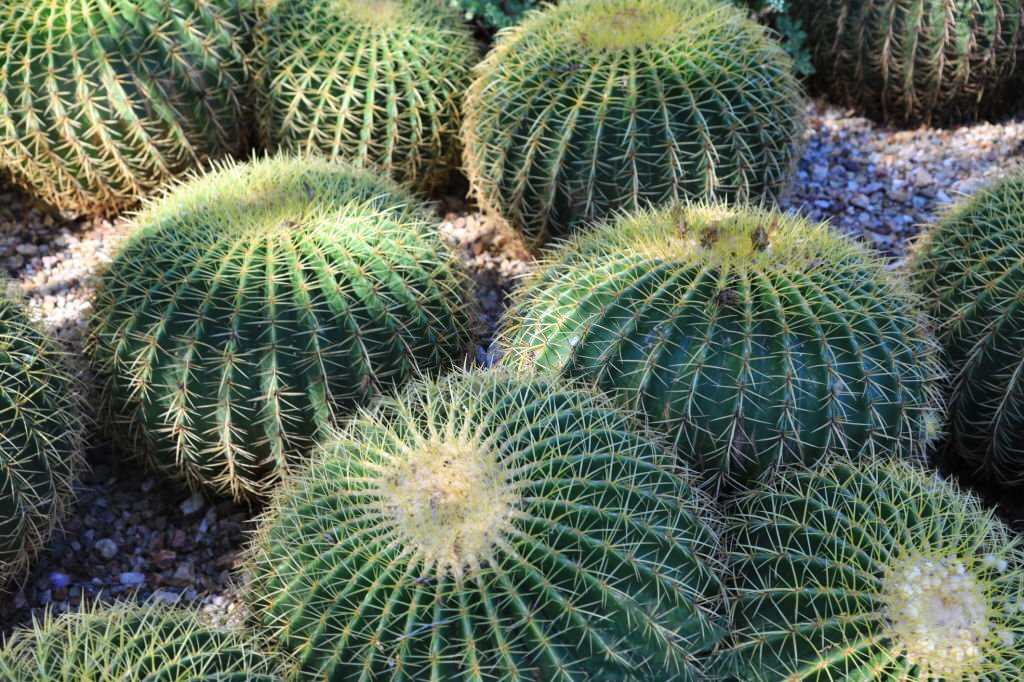 Echinopsis