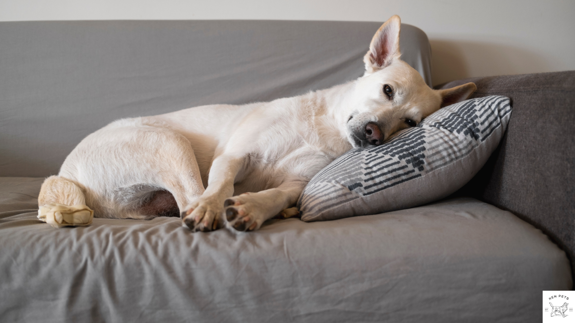 white dog relaxing on the couch