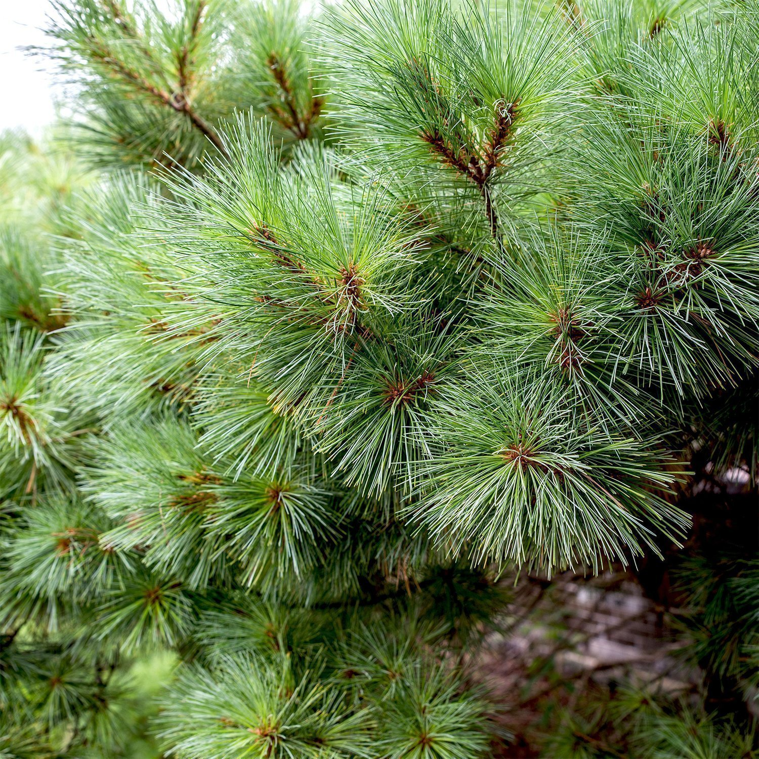 pine tree