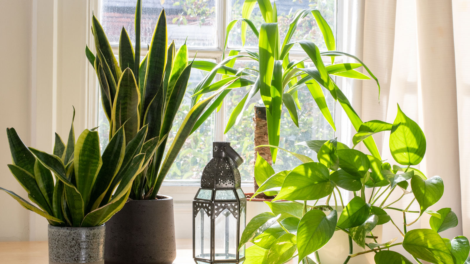 window plants indoor, tropical plants, unique plant