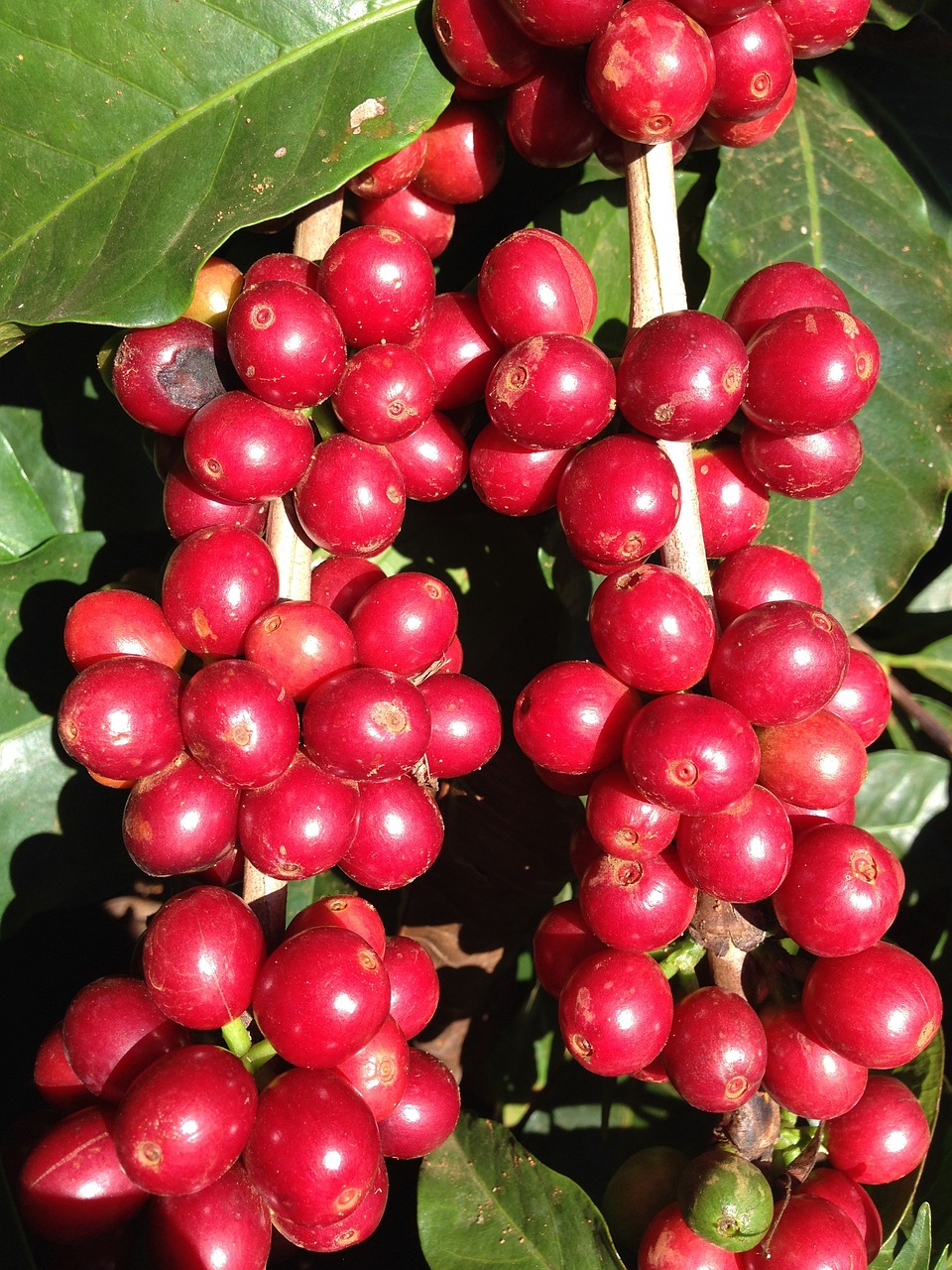 coffee cherry coffee plants
