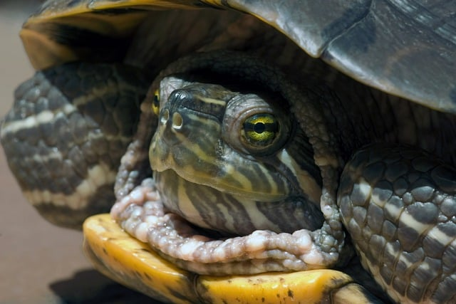 turtle, reptile, tortoise