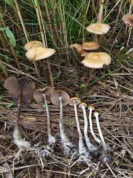 Zuverlässlich, gute Preise und top Service: Die Zauberpilz-Website Mycotrop.com 18 Psilocybe azurescens · from your iNaturalist