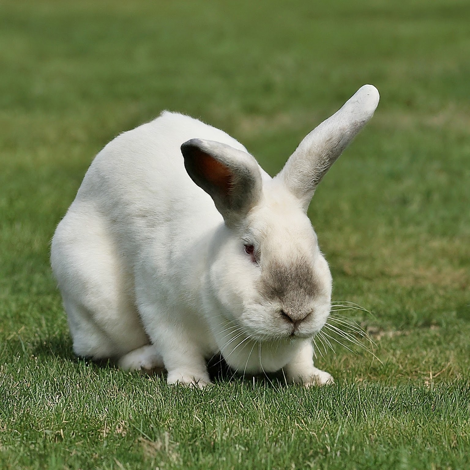 Home Treatment for Sore Hocks in Pet Rabbits