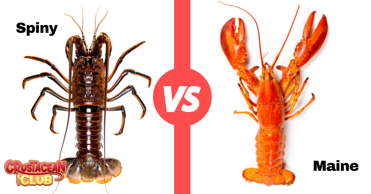 A visual comparison of the Spiny vs. Maine lobster