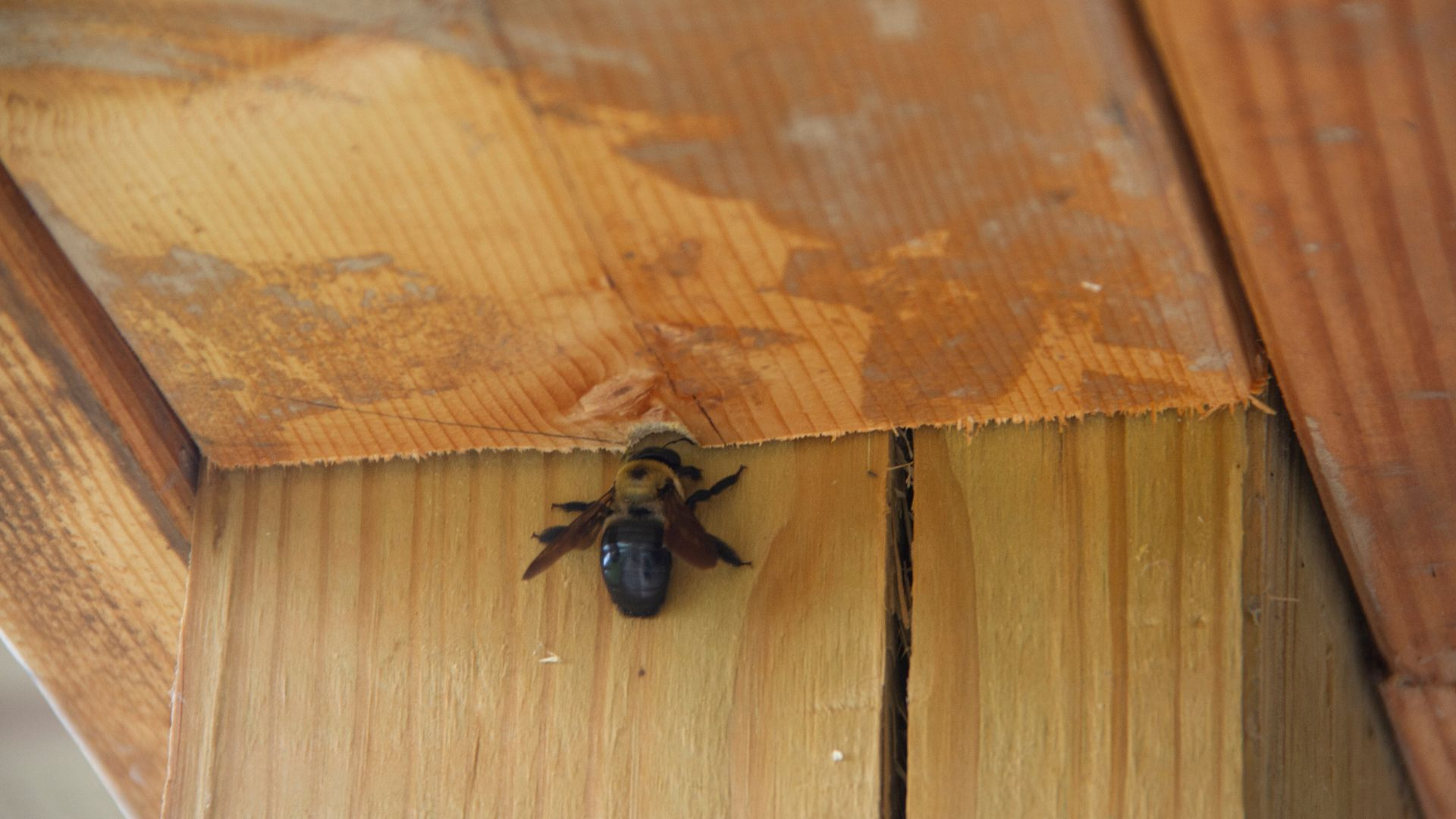 An image of a carpenter bee making a whole in unfinished wood.