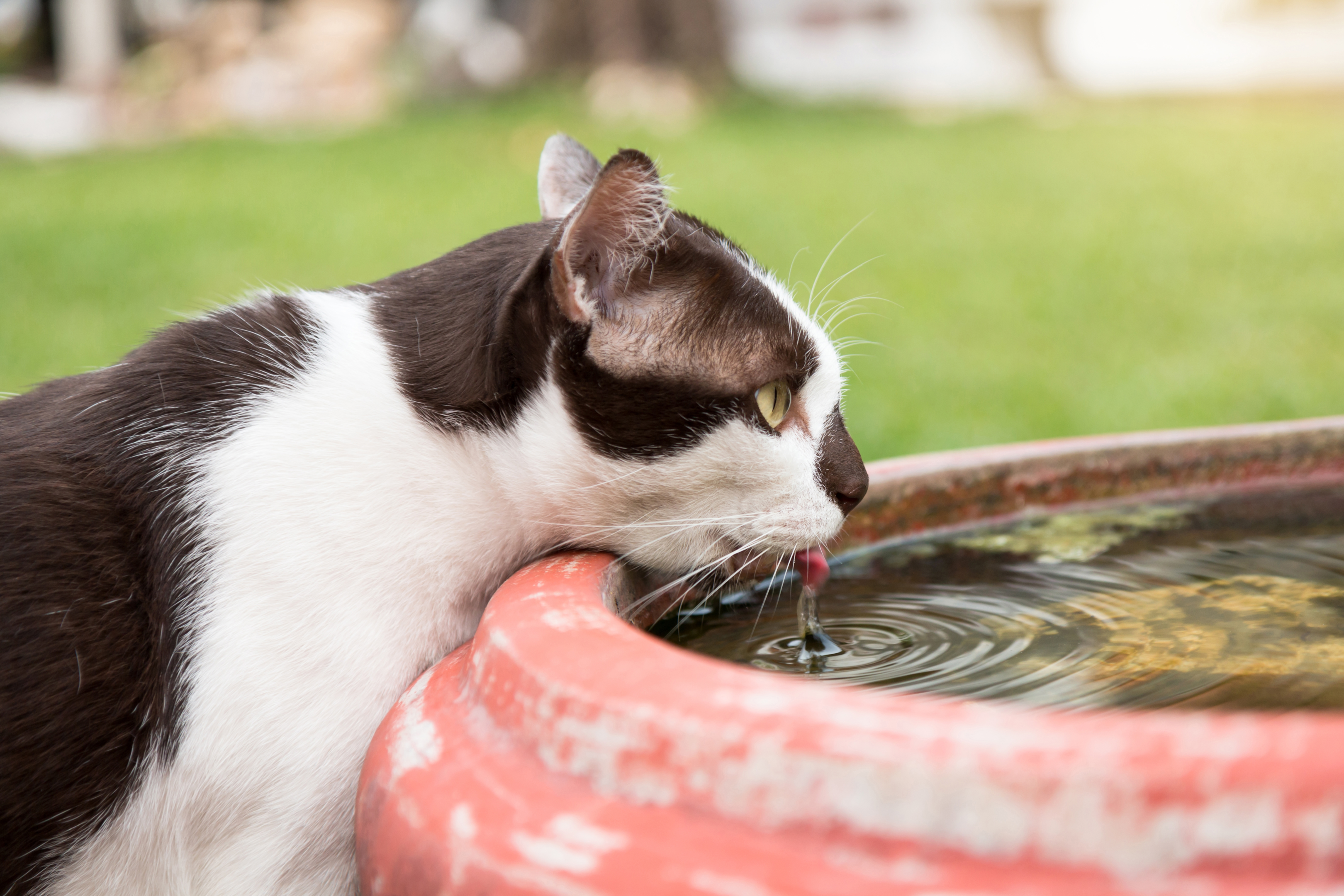 Trinkende Katze am Wassernapf