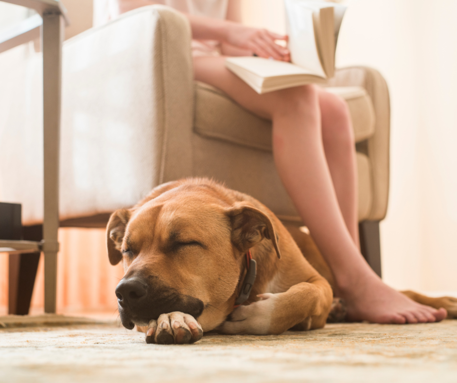 A black mouth cur sleeping under its owners legs