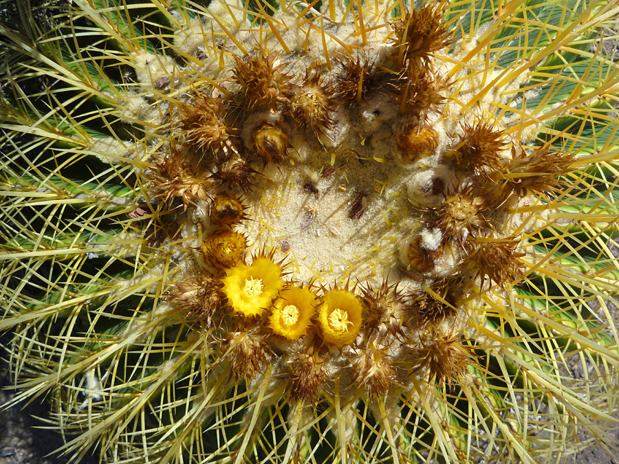 flowering cactus, cactus