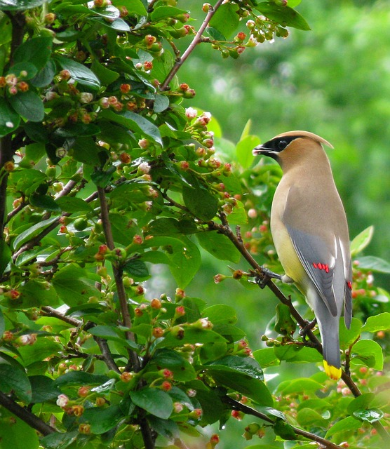 cedar waxwing, bird, waxwing