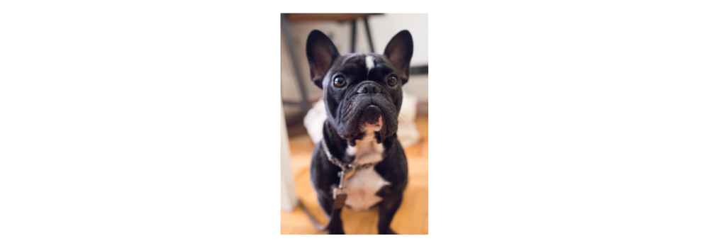 A French Bulldog with its chest up, looking up at the camera