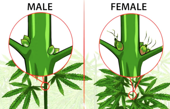 Female Plant