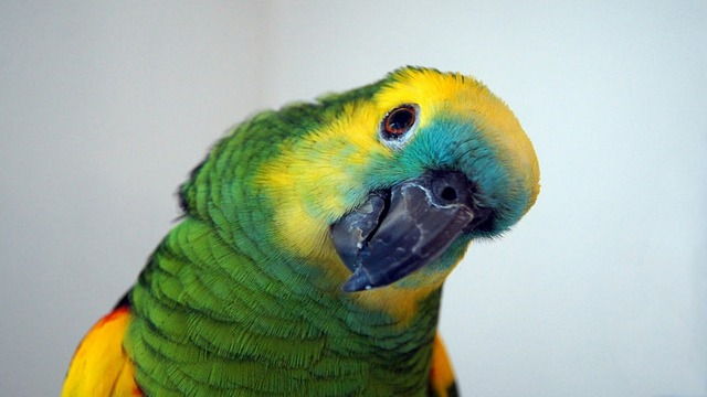 Parrot, amazon, Birds  that start with F 