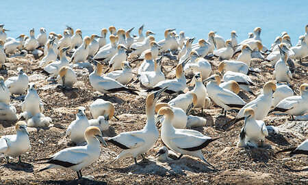 New Zealand Vacation, Gannet birds