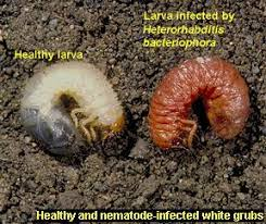 Healthy Lawns—Manage Pests, Beneficial nematodes