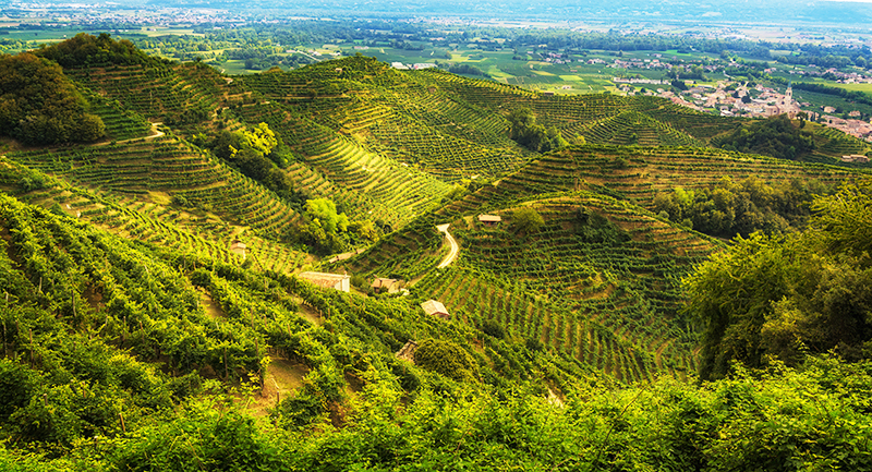 Prosecco vineyards in Northern Italy