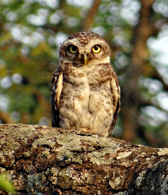 spotted owlet, athene brama, bird