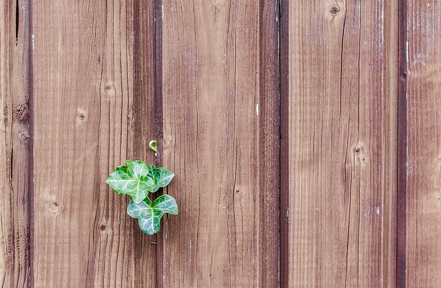 wood, 4k wallpaper, ivy