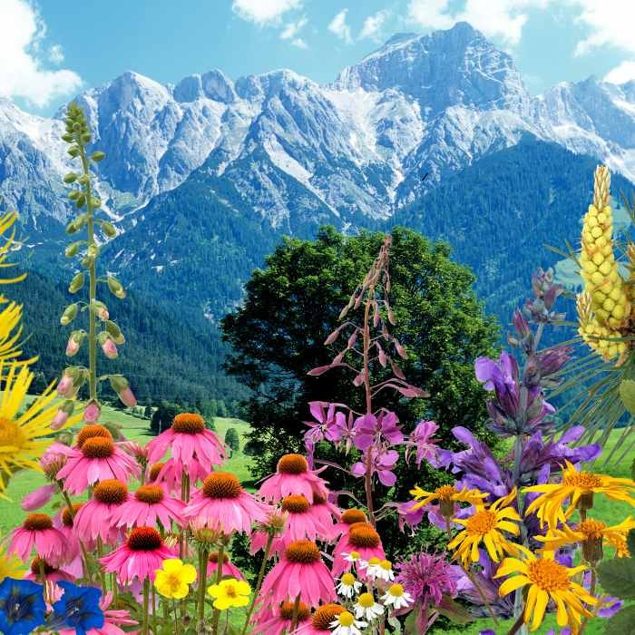 Vibrant flowers and mountains, natural sources of Bach Flower Remedies.