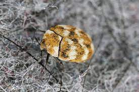 175 Carpet Beetle Stock Photos - Free & Royalty-Free Stock Photos from  Dreamstime