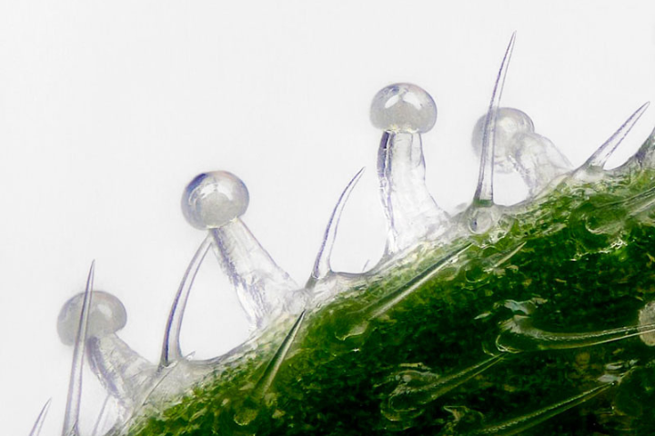 cannabis trichomes up close