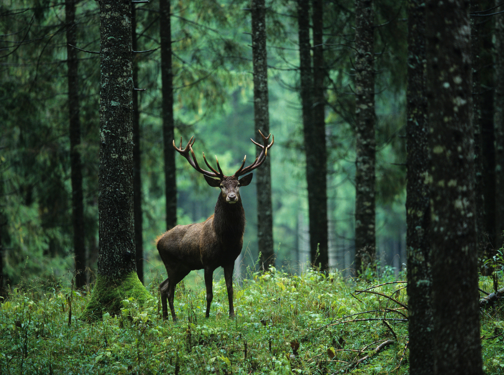 Large Elk in the forest in Switzerland.