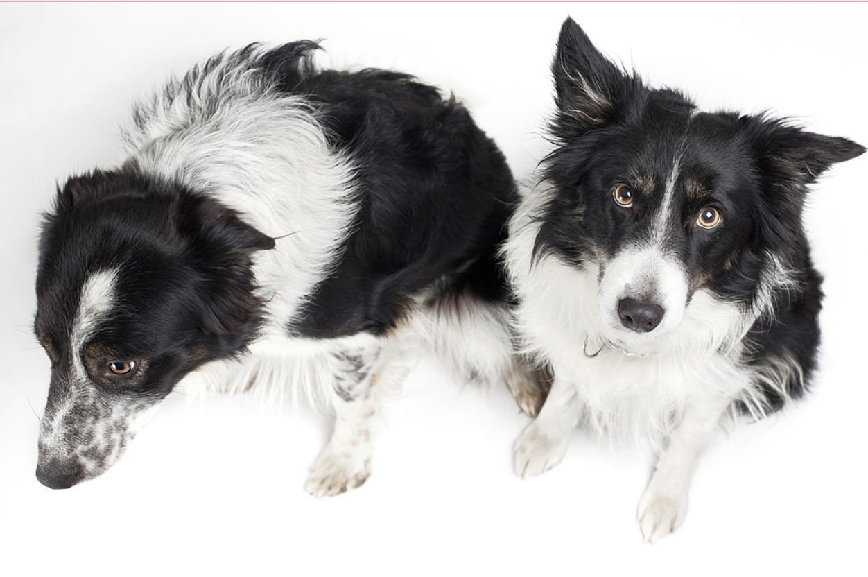 Border Collie Lab Mix Breed Profile & complete Guide
