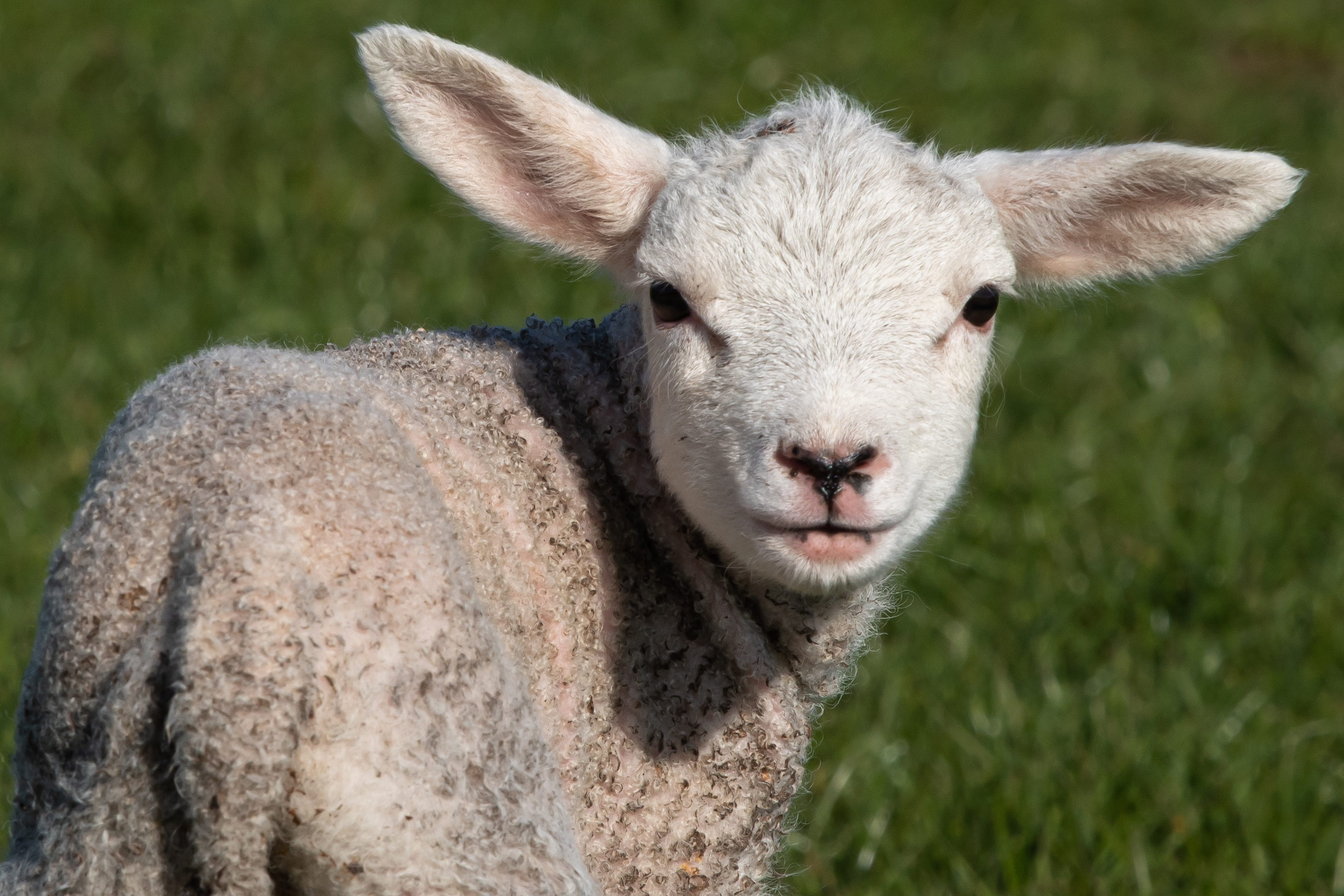 Scotch lamb produced to rigorous QMS standards results in the highest quality lamb meat anywhere in the world.