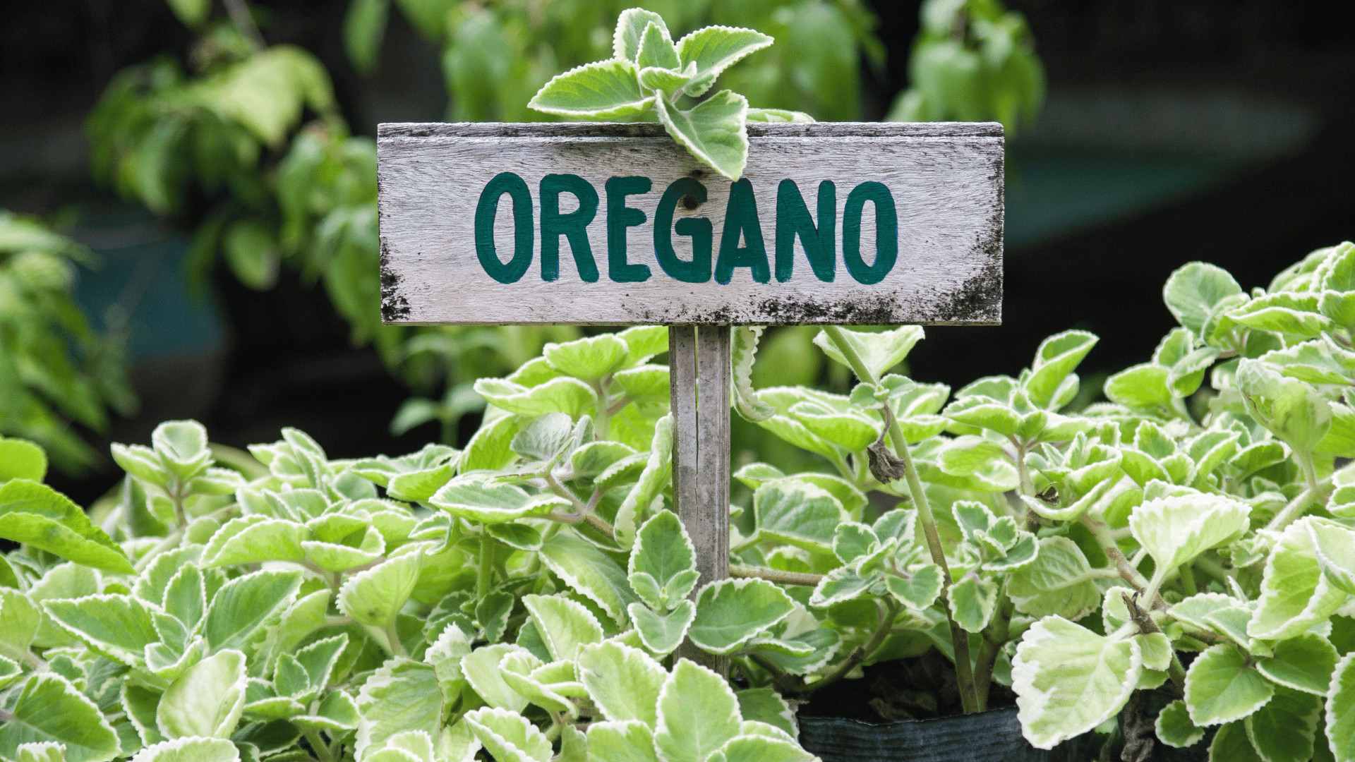 Oregano