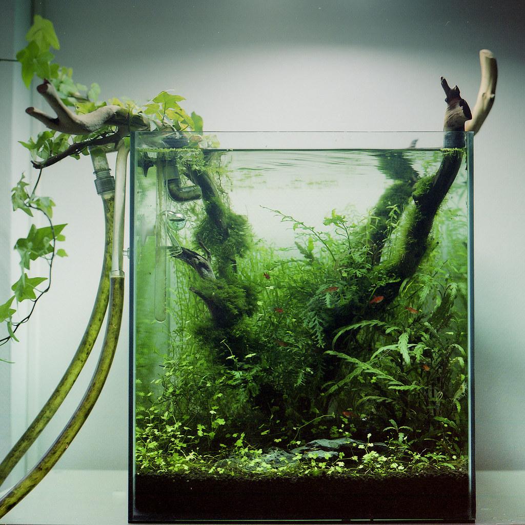 A lush, balanced planted aquarium