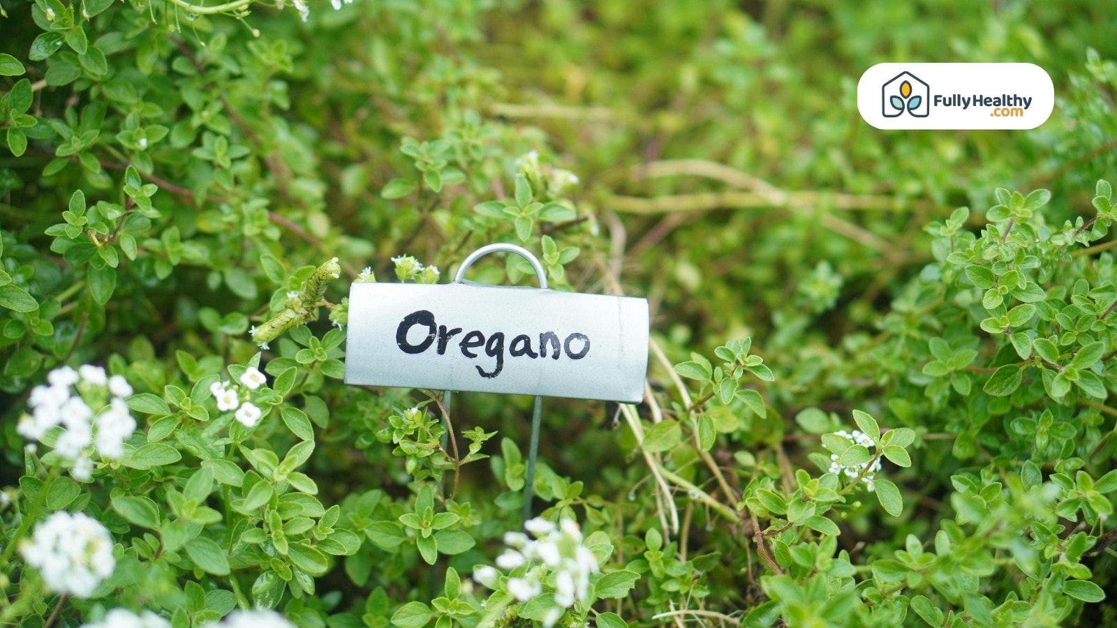 Oregano plant in garden with handwritten label and white flowers