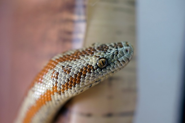 Rosy Boa Care Sheet and Beginner Guide - ReptileStartUp.com
