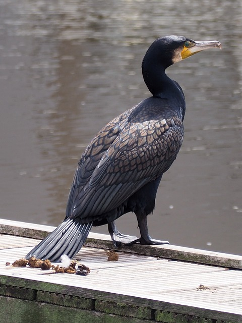 cormorant, dock, bird