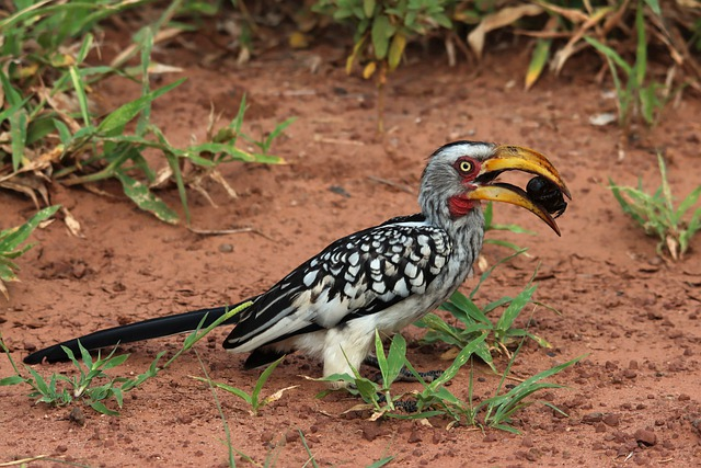 bird, southern yellow-billed hornbill, kruger national park