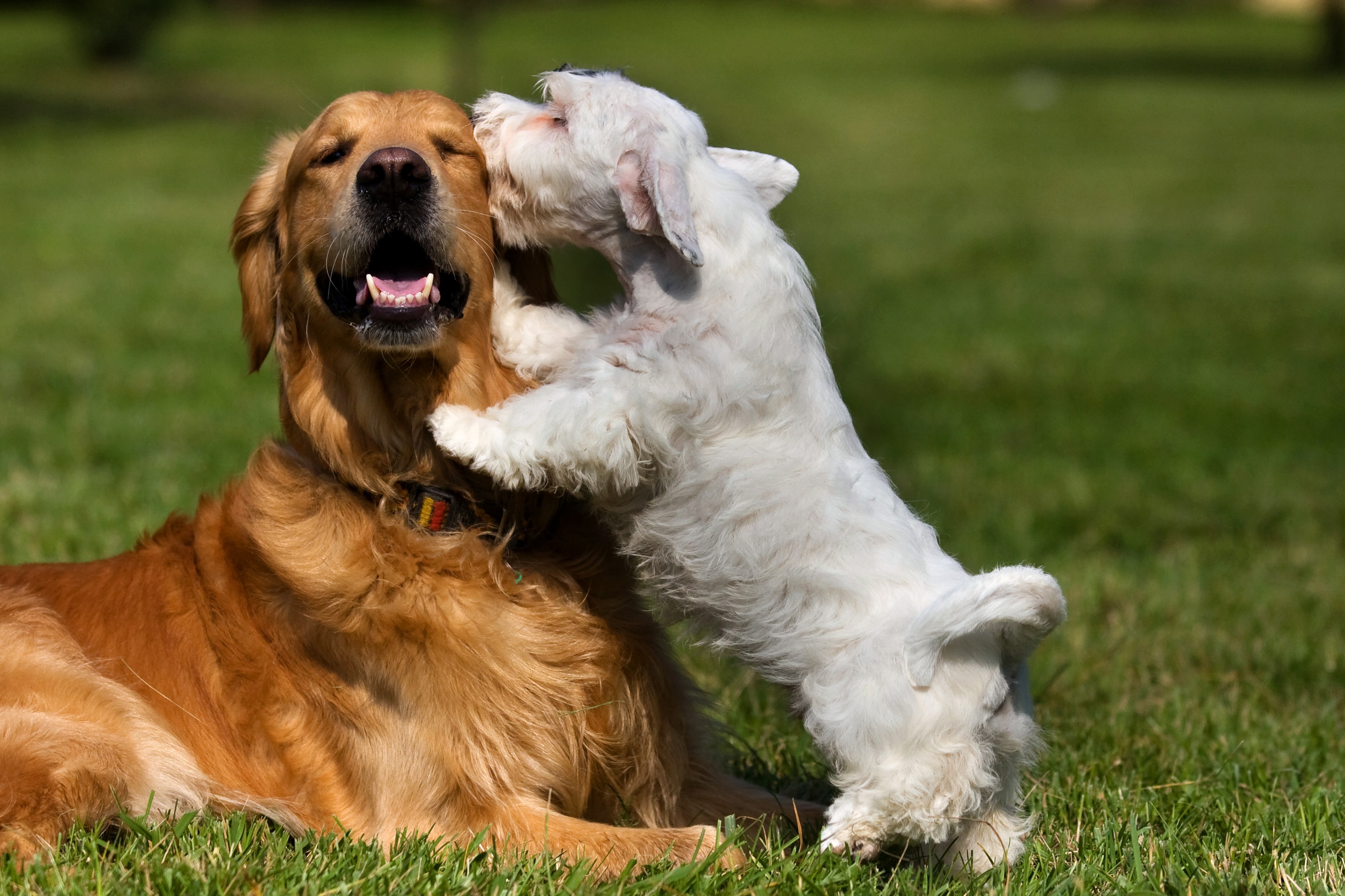 A Sealyham Terrier licking an Adult Golden Retriever