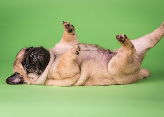 Pug lying down before rolling over