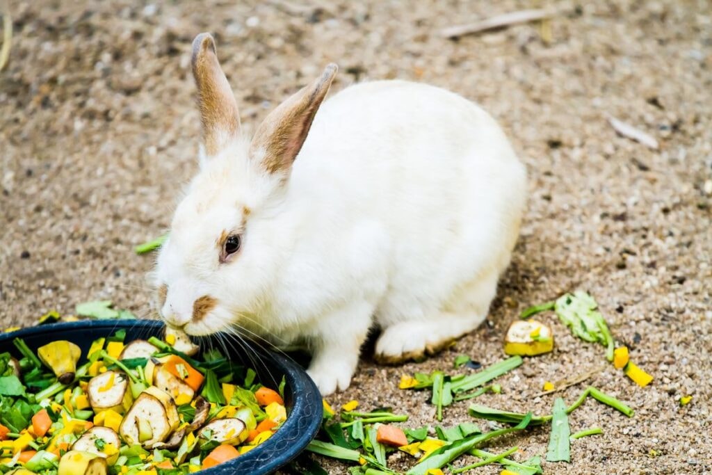 Rabbit's Digestive System