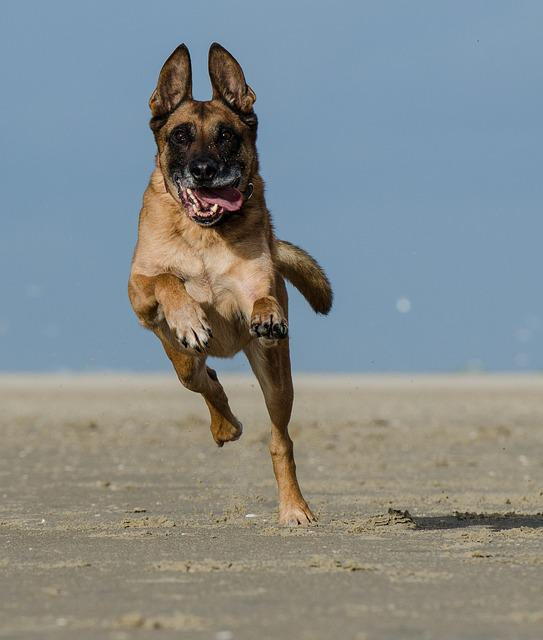 malinois, laufender hund am strand, belgischer schäferhund