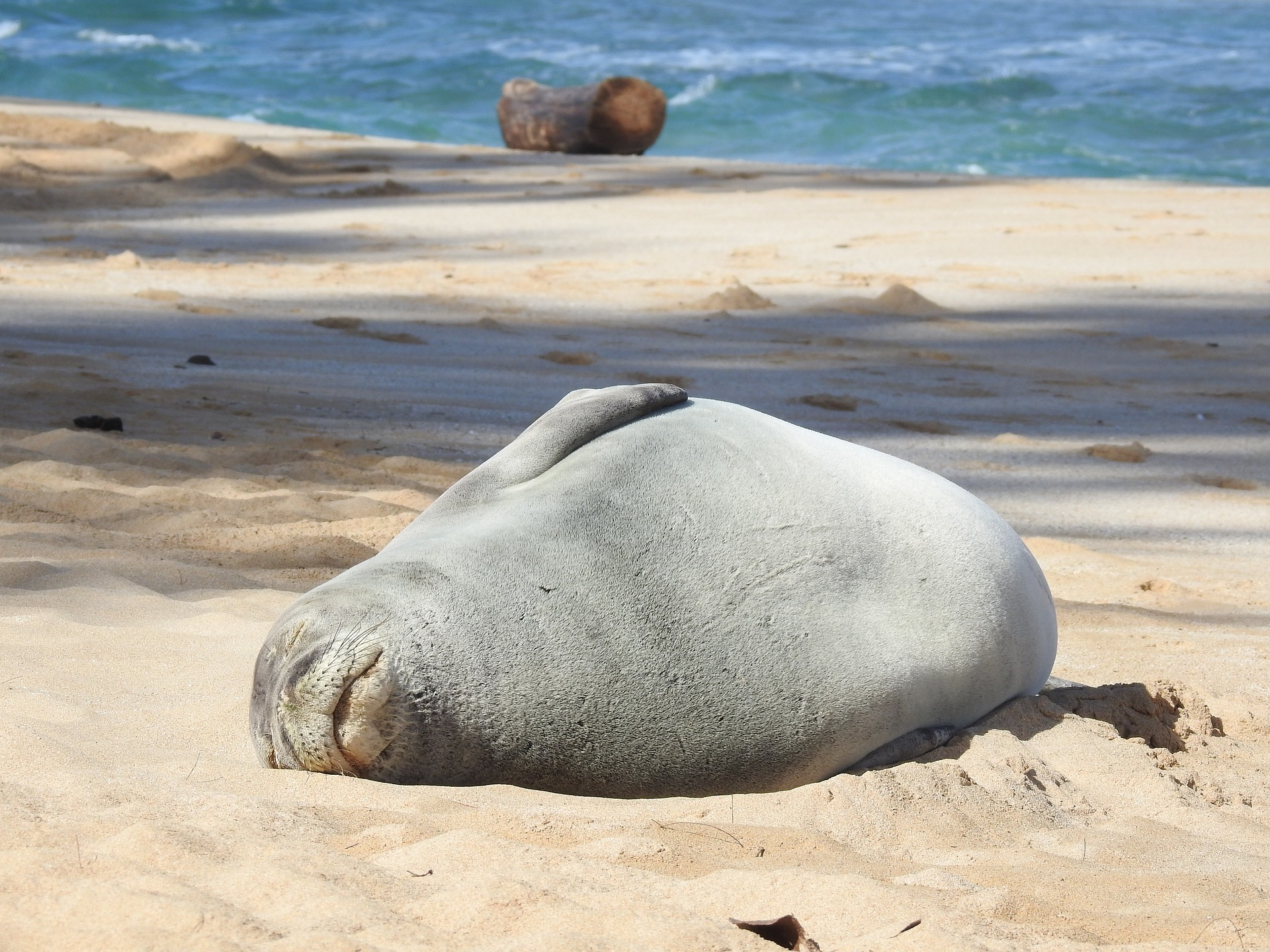 A seal lying on the seashore of the Poipu Beach in Kauai. 