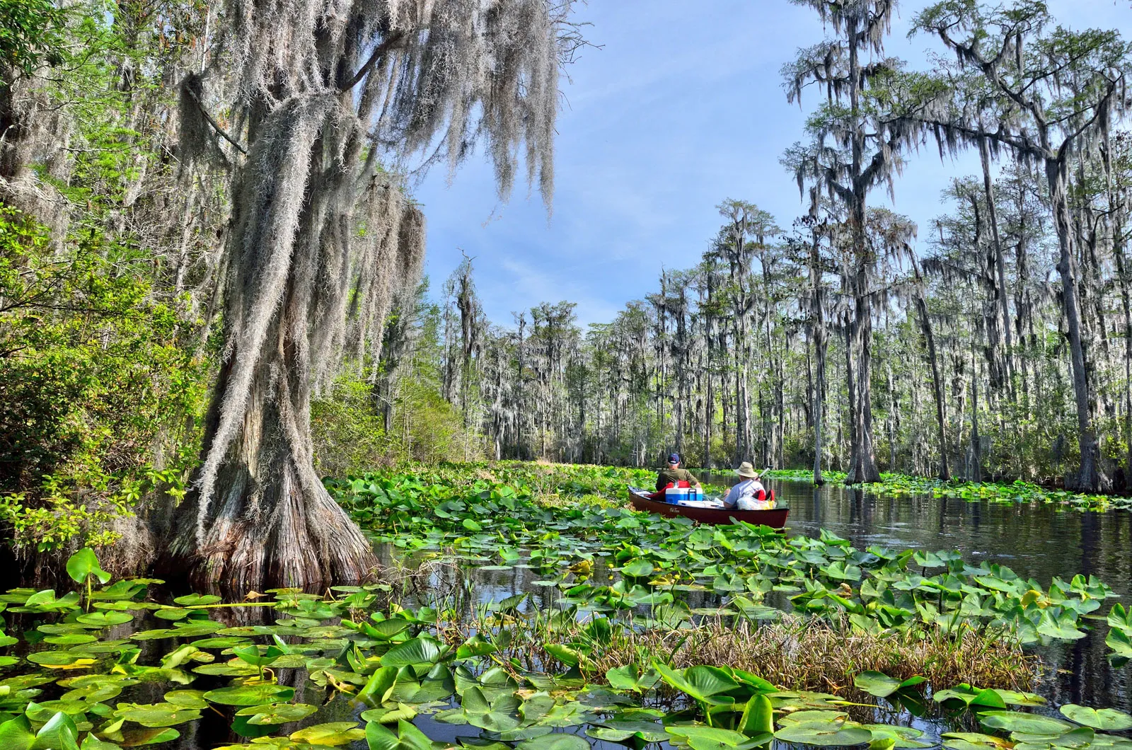 A typical lush green Florida Swamp.