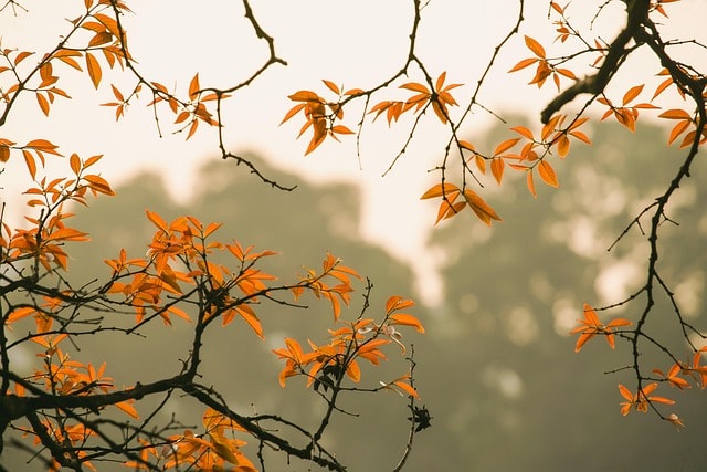 forest, foliage, autumn, hanoi, vietnam, nature, forest, autumn, autumn, autumn, autumn, autumn, nature, nature, nature