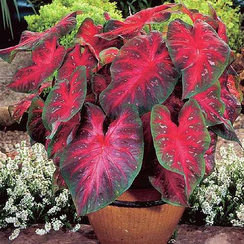 tropical plants, bright red, heart shaped leaves