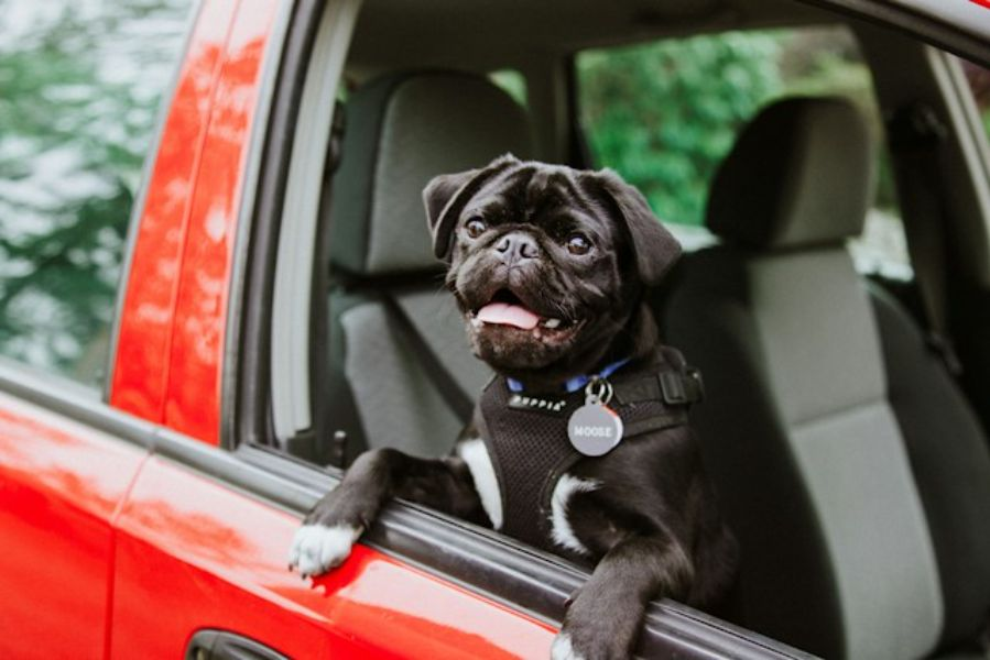 Black Pug In A Red Car