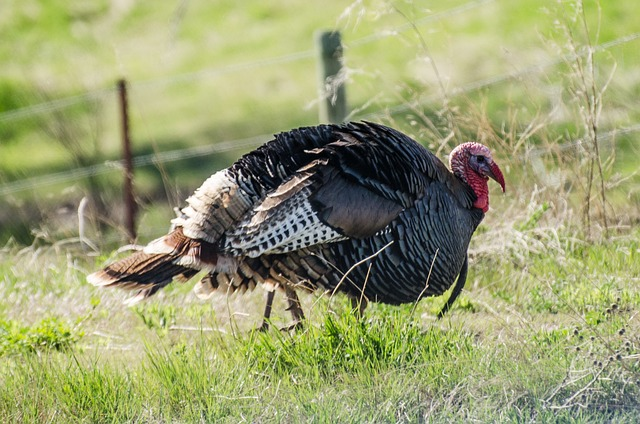 edwards plateau, decoys, turkey hunting in texas, gobbler, toms